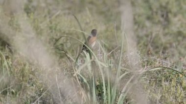 Stonechat kuş stadnding dal orta çekim