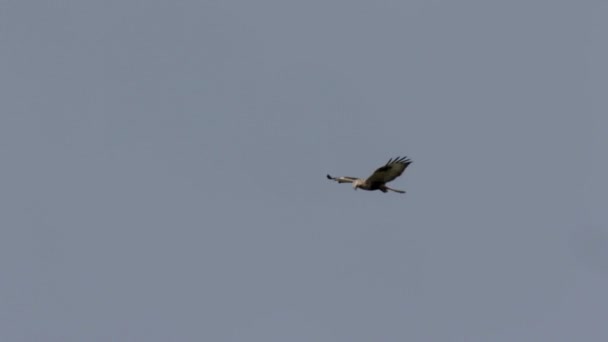 Schilderachtig Uitzicht Vliegen Rough Legged Buzzard Tegen Blauwe Hemel — Stockvideo