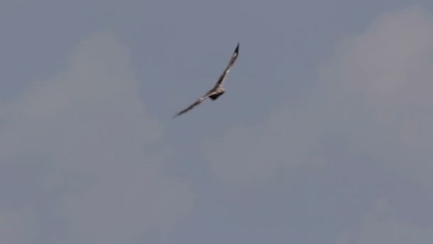 하늘에 다리가 독수리 비행의 — 비디오