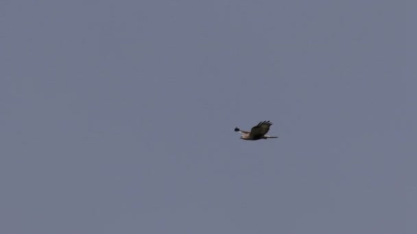 하늘에 다리가 독수리 비행의 — 비디오