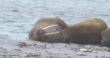 Plaj Spitsbergen Adası'nda yalan Walruses görünümünü 