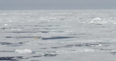 Beyaz ayı kayan buzulun üzerinde yalan