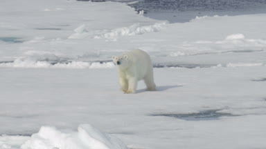 Beyaz ayı kayan buzulun üzerinde yürüme