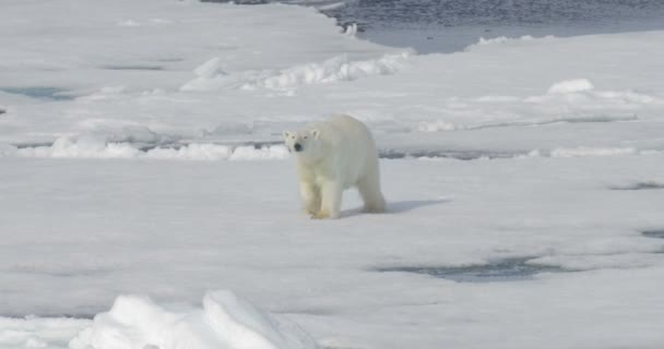 Urso Branco Caminhando Sobre Geleira Flutuante — Vídeo de Stock