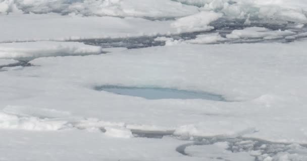 Blick Auf Den Geschmolzenen Gletscher Der Kalten Meerwasser Schwimmt — Stockvideo