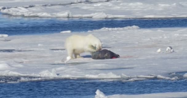 Білий Ведмідь Їсть Здобич Плавучому Льодовику — стокове відео