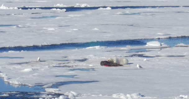 Oso Blanco Comiendo Presa Glaciar Flotante — Vídeo de stock