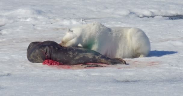 Oso Blanco Comiendo Presa Glaciar Flotante — Vídeo de stock