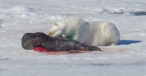 White bear eszik áldozatát a lebegő gleccser