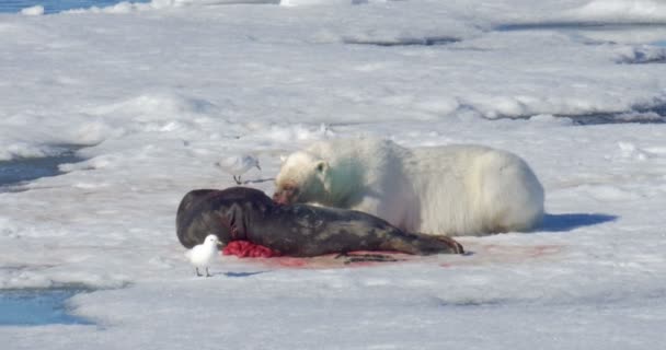 Λευκή Αρκούδα Τρώει Λυμαίνονται Κινούμενο Παγετώνα — Αρχείο Βίντεο