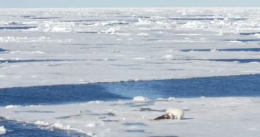 Beyaz ayı yemek kayan buzulda av