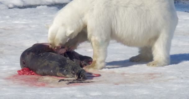 Oso Blanco Comiendo Presa Glaciar Flotante — Vídeo de stock