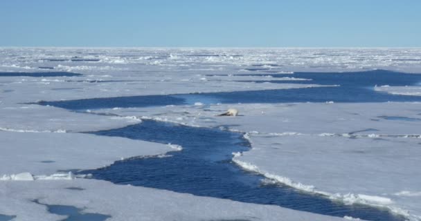 Oso Blanco Comiendo Presa Glaciar Flotante — Vídeo de stock