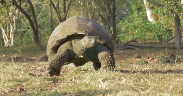 Tortue Géante Des Galapagos Marchant Dans Les Champs — Video