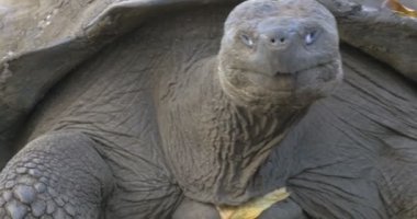 Galapagos dev kaplumbağa alanına yürüyor