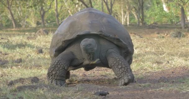 Galapagos Giant Turtle Promenader Fältet — Stockvideo