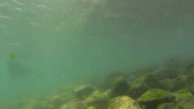 sualtı çekim deniz yüzme ve suda oynarken aslanları
