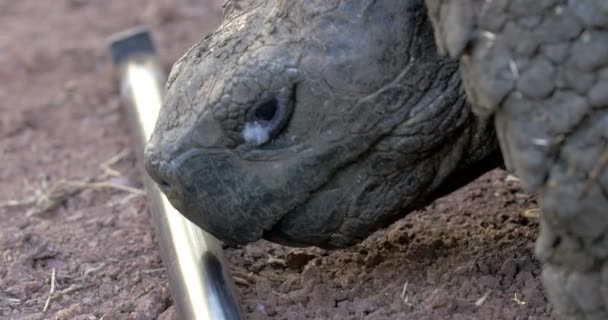 Weergave Van Reusachtige Galapagos Schildpad Hoofd Sluit — Stockvideo