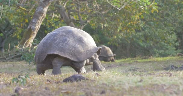 Tortue Géante Des Galapagos Marchant Dans Les Champs — Video