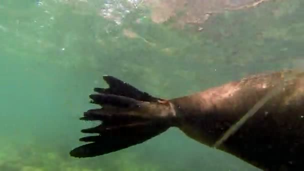 Tiro Submarino Lobos Marinos Nadando Jugando Agua — Vídeo de stock