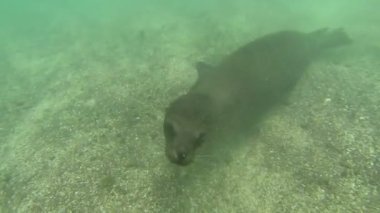 sualtı çekim deniz yüzme ve suda oynarken aslanları