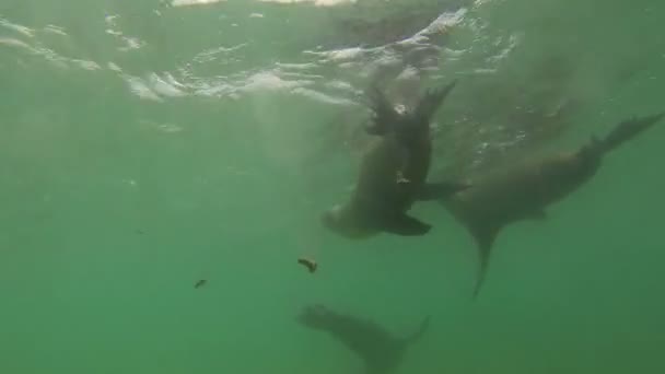 Tiro Submarino Lobos Marinos Nadando Jugando Agua — Vídeo de stock