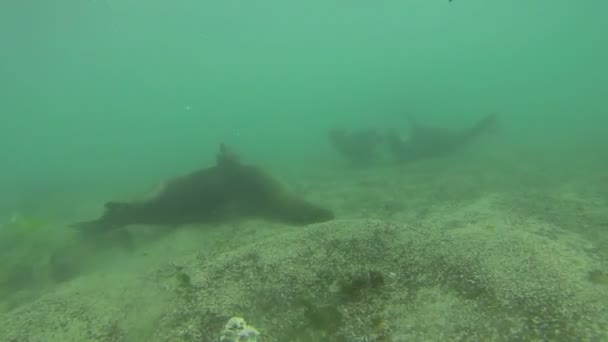 Підводний Постріл Морських Левів Плавання Грав Воді — стокове відео