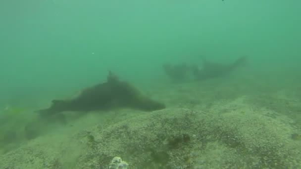 Tiro Submarino Lobos Marinos Nadando Jugando Agua — Vídeo de stock