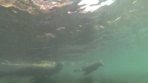 Plan Sous Marin Otaries Nageant Jouant Dans Eau — Video