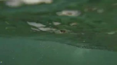 sualtı çekim deniz yüzme ve suda oynarken aslanları