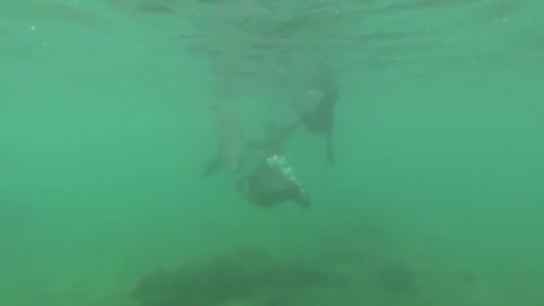 Tiro Submarino Lobos Marinos Nadando Jugando Agua — Vídeo de stock