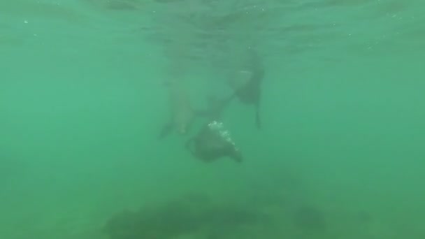 Unterwasseraufnahme Von Seelöwen Beim Schwimmen Und Spielen Wasser — Stockvideo