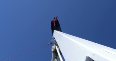 Frigatebird ayakta Galapagos denizde teknede