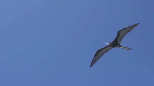 Prächtige Fregattvögel Fliegen Den Himmel Des Galapagos Meeres — Stockvideo