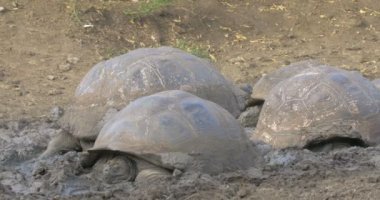 Galapagos dev kaplumbağalar alarak çamur banyosu