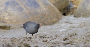 Siyah kuş arka plan üzerinde kir Galapagos dev kaplumbağalar alarak çamur banyosu ile yürüyüş