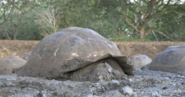 Galapagos dev kaplumbağalar alarak çamur banyosu