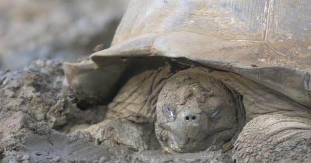 Fechar Vista Galápagos Tartaruga Gigante Tomando Banho Lama — Vídeo de Stock