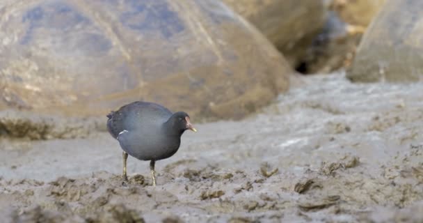 黑鸟走在泥土与加拉帕戈斯大海龟的背景下泥浴 — 图库视频影像