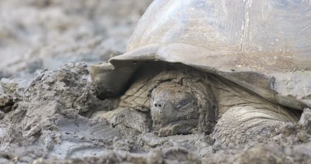 Galapagos Dev Kaplumbağa Alarak Çamur Banyosu Görünümünü Kapat — Stok video