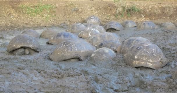 Galapagos Jätte Sköldpaddor Med Lerbad — Stockvideo