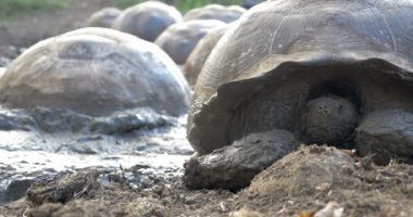 Galapagos dev kaplumbağalar alarak çamur banyosu