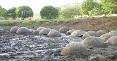 Galapagos dev kaplumbağalar alarak çamur banyosu