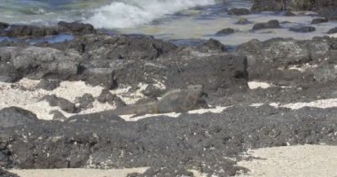 Dinlenme ve güneşlenme alarak Iguana görünümünü