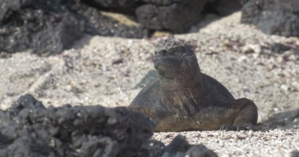 Vista Iguana Descansando Tomando Sol — Vídeos de Stock