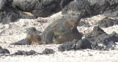 Dinlenme ve güneşlenme alarak Iguana görünümünü