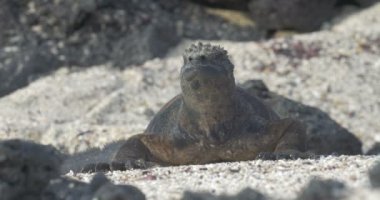 Dinlenme ve güneşlenme alarak Iguana görünümünü