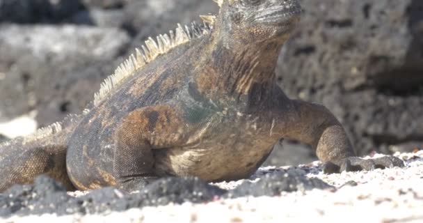 Vue Iguana Reposant Prenant Bain Soleil — Video