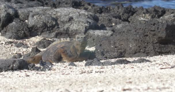 Vista Iguana Descansando Tomando Banho Sol — Vídeo de Stock