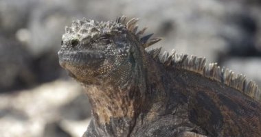 Dinlenme ve güneşlenme alarak Iguana görünümünü